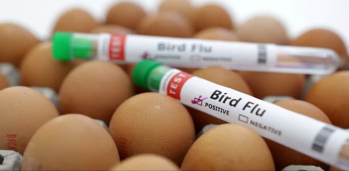 H5N1 is a type of influenza virus that causes severe respiratory disease in birds but has occasionally been known to jump to humans as well. H5N1 is a type of influenza virus that causes severe respiratory disease in birds but has occasionally been known to jump to humans as well.