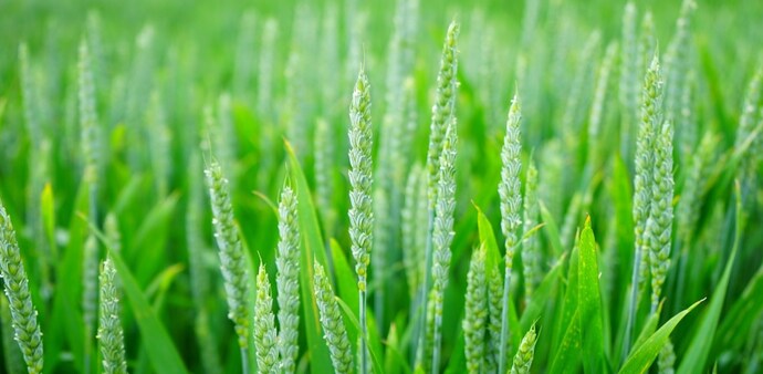 Biotechnology, with its innovative approaches and scientific advancements, is poised to lead the way in revolutionizing agriculture towards sustainability. Biotechnology, with its innovative approaches and scientific advancements, is poised to lead the way in revolutionizing agriculture towards sustainability.