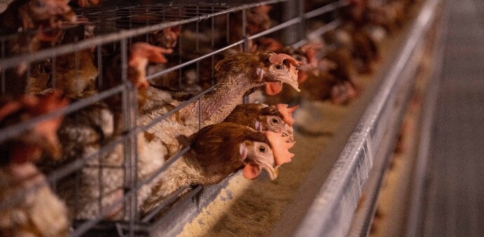 WHO sounds alarm over human cases of bird flu WHO sounds alarm over human cases of bird flu