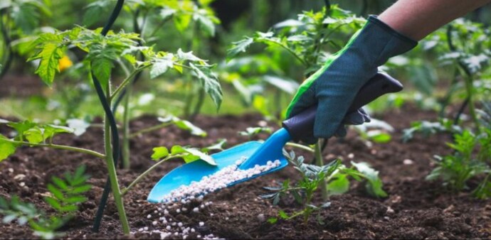 The MAL-Haifa offerings will support agricultural practices that counter the vicious trend of water scarcity and also hugely enhance nutrient uptake and use efficiency in the plants. Representational photo The MAL-Haifa offerings will support agricultural practices that counter the vicious trend of water scarcity and also hugely enhance nutrient uptake and use efficiency in the plants. Representational photo