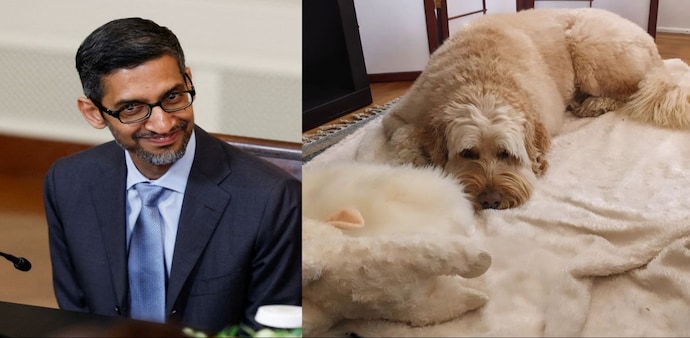 Google CEO Sundar Pichai has a pet named Jeffree Google CEO Sundar Pichai has a pet named Jeffree