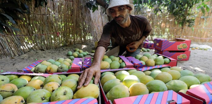 Mango season Mango season
