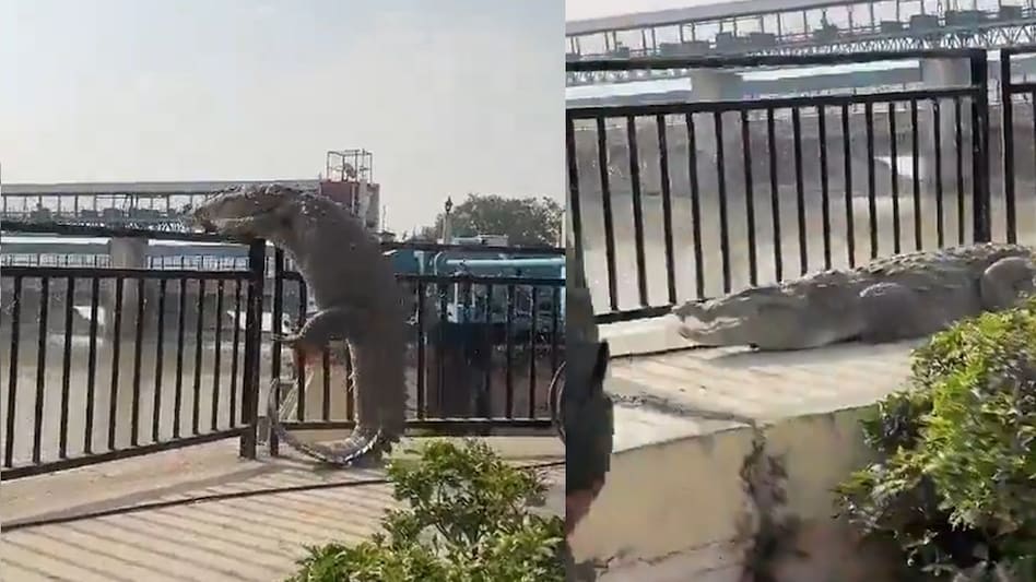 Watch! 10-foot crocodile climbs railing in Uttar Pradesh, sparks panic Watch! 10-foot crocodile climbs railing in Uttar Pradesh, sparks panic