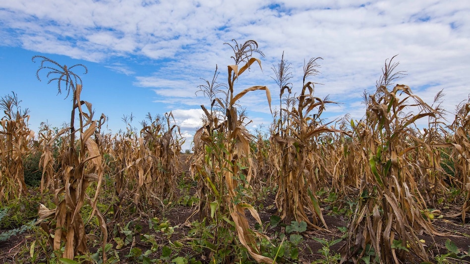 India can access funds to address climate change-related initiatives, which can be categorized into Domestic Sources and International Sources. India can access funds to address climate change-related initiatives, which can be categorized into Domestic Sources and International Sources.