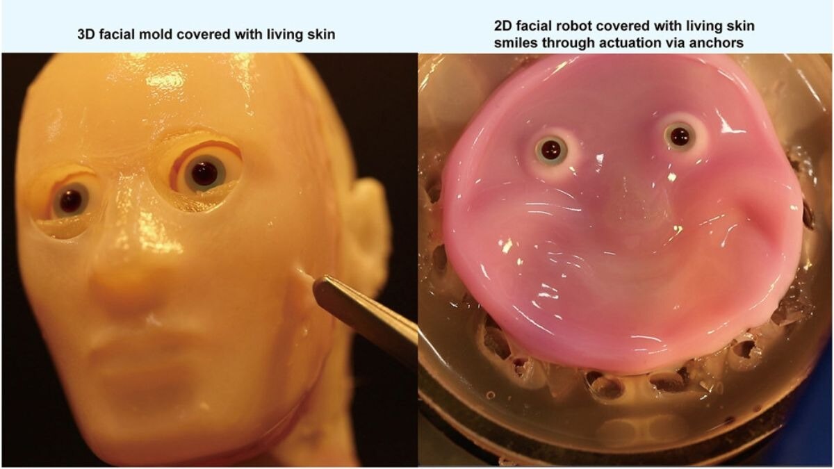 Scientists develop human-like skin for robots Scientists develop human-like skin for robots