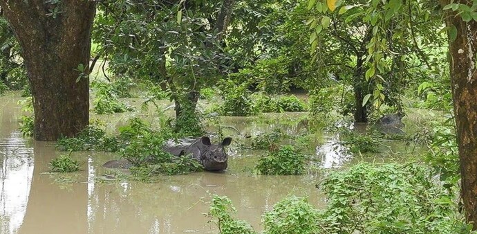 Assam floods: 17 wild animals, including a rhino calf and hog deer, drowned in Kaziranga National Park, while 72 were rescued by the forest authorities. Assam floods: 17 wild animals, including a rhino calf and hog deer, drowned in Kaziranga National Park, while 72 were rescued by the forest authorities.
