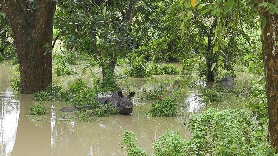 Assam floods: 17 wild animals, including a rhino calf and hog deer, drowned in Kaziranga National Park, while 72 were rescued by the forest authorities. Assam floods: 17 wild animals, including a rhino calf and hog deer, drowned in Kaziranga National Park, while 72 were rescued by the forest authorities.