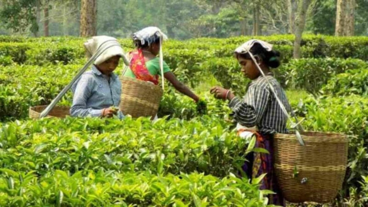 Assam Tea Industry Introduces Mobile Testing Lab to Enhance Quality Assam Tea Industry Introduces Mobile Testing Lab to Enhance Quality