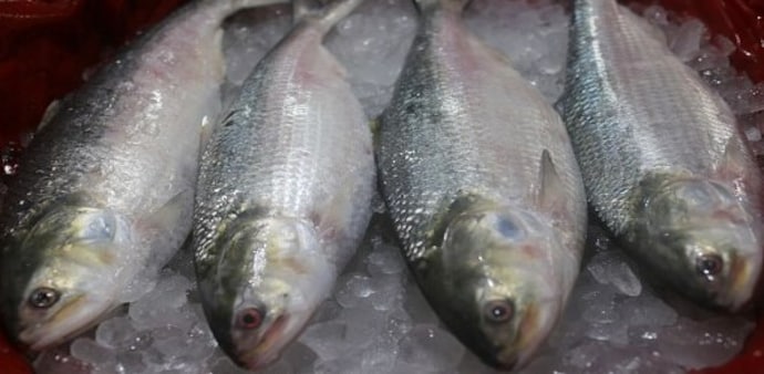 Bangladesh bans hilsa exports to India this festive season Bangladesh bans hilsa exports to India this festive season