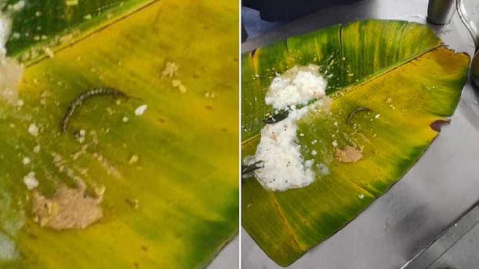 TTD insisted that the prasad was made fresh in the temple daily for thousands of people and an insect would have been detected. TTD insisted that the prasad was made fresh in the temple daily for thousands of people and an insect would have been detected.