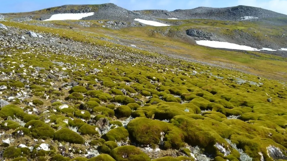 Temperatures on the peninsula have risen by almost 3°C since 1950, which is a much bigger increase than observed across most parts of the planet. Temperatures on the peninsula have risen by almost 3°C since 1950, which is a much bigger increase than observed across most parts of the planet.