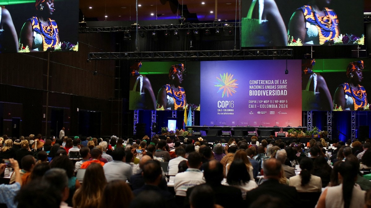 COP16: A glance at the big issues that will take centre stage in the UN summit in Colombia 