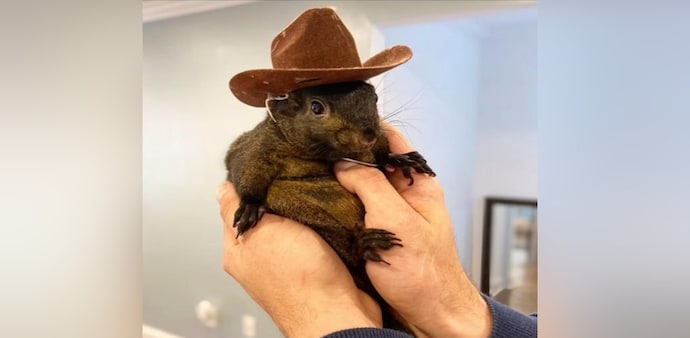 An orphaned squirrel that became a social media star called Peanut was euthanised by New York authorities An orphaned squirrel that became a social media star called Peanut was euthanised by New York authorities