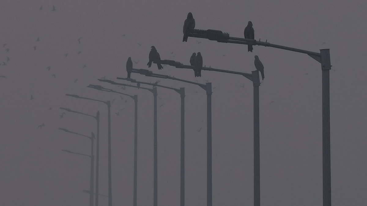 Thick veil of smog engulfs Delhi, airport puts up low visibility procedures Thick veil of smog engulfs Delhi, airport puts up low visibility procedures