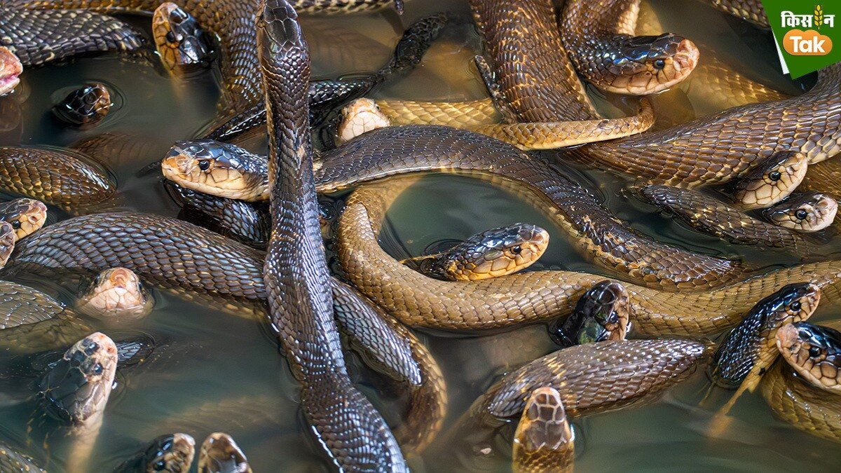 Meet Ajita Pandey, the ‘Nursing Officer’ who holds the world record for rescuing snakes