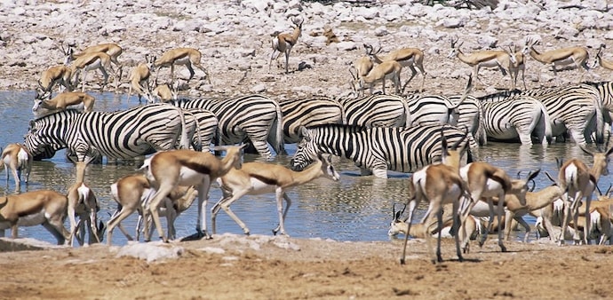 The study found that some extinctions may trigger chain reactions, where the death of a smaller species causes the extinction of a predator that depends on it. (Photo: Science Photo Library) The study found that some extinctions may trigger chain reactions, where the death of a smaller species causes the extinction of a predator that depends on it. (Photo: Science Photo Library)