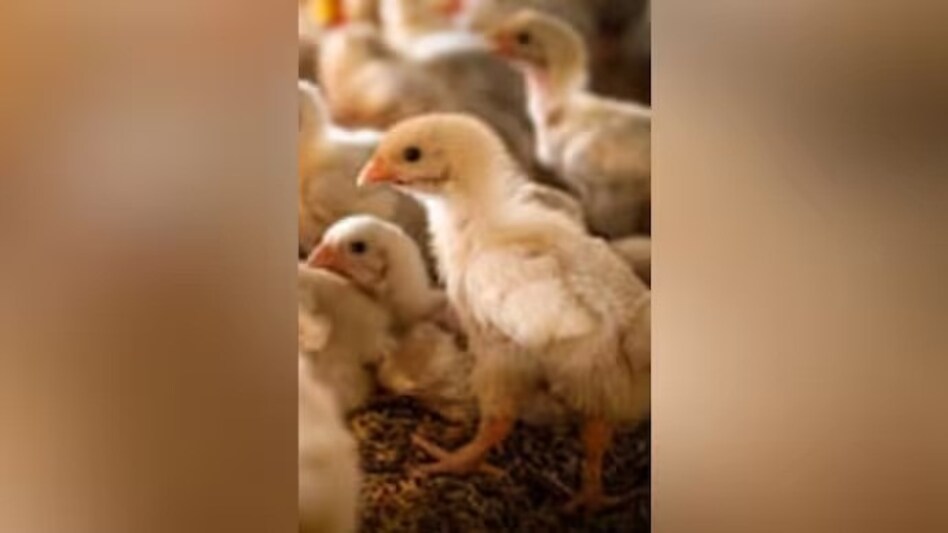 The incident, which took place in Ambikapur, left doctors in disbelief when they discovered the chick inside the man's body during a post-mortem examination. The incident, which took place in Ambikapur, left doctors in disbelief when they discovered the chick inside the man's body during a post-mortem examination.