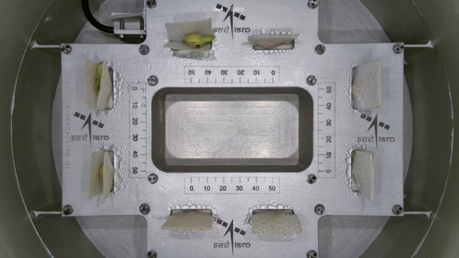 This experiment is pivotal in understanding how plants develop in space, especially for future long-term missions. This experiment is pivotal in understanding how plants develop in space, especially for future long-term missions.