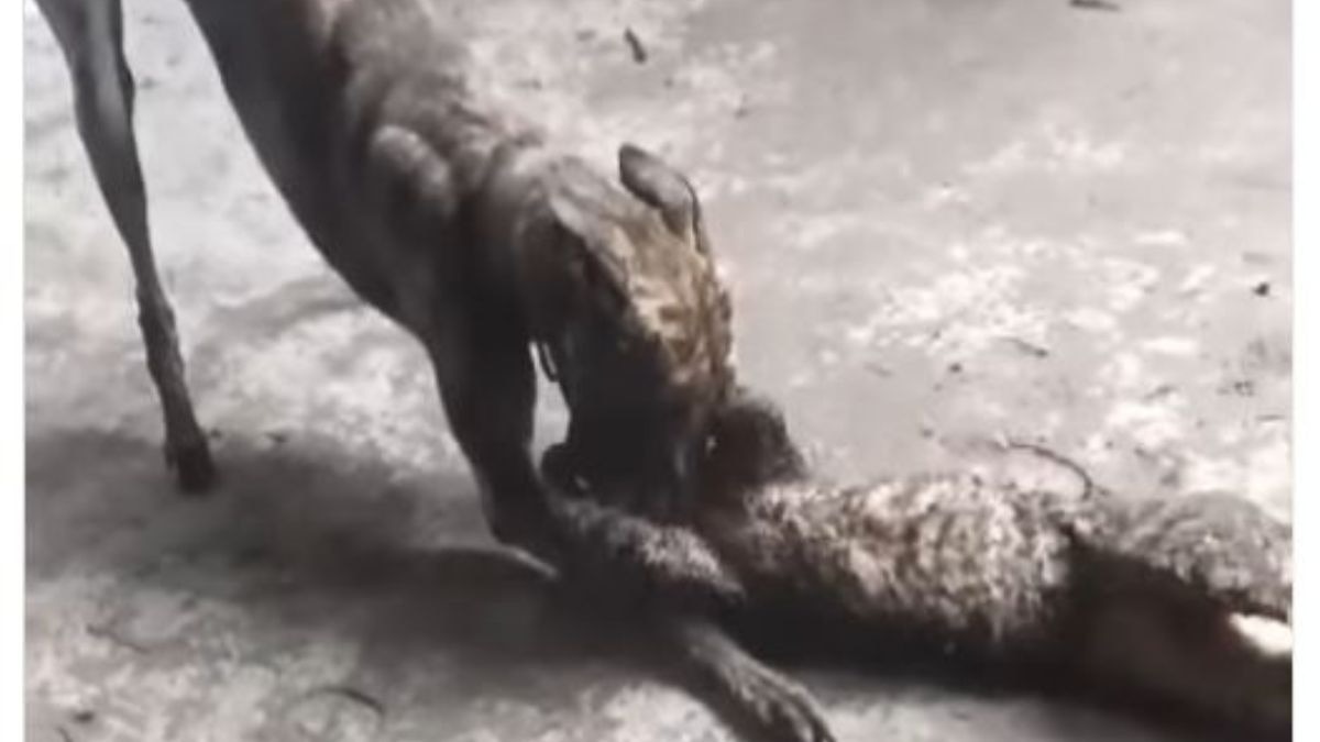 Mandeep’s social media account was filled with disturbing posts that glorified animal cruelty. Mandeep’s social media account was filled with disturbing posts that glorified animal cruelty.