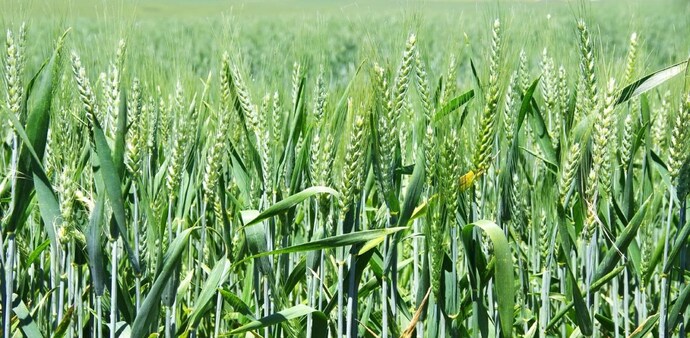 As per Section 10 (1) of the Income Tax Act of India, agricultural income is presently exempt from taxation and is treated separately from total income. As per Section 10 (1) of the Income Tax Act of India, agricultural income is presently exempt from taxation and is treated separately from total income.