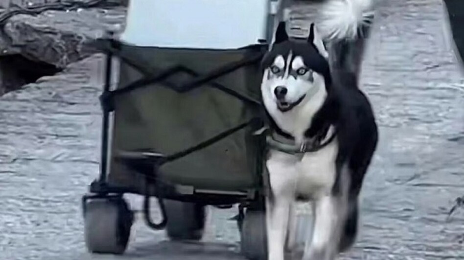 Hakimi the Husky has become a tourist attraction for his “work”. (Photo: Weibo/chinapress) Hakimi the Husky has become a tourist attraction for his “work”. (Photo: Weibo/chinapress)