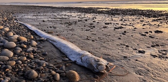 Rare oarfish appeared on a beach in Mexico last week Rare oarfish appeared on a beach in Mexico last week