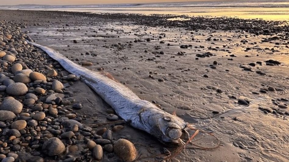 Rare oarfish appeared on a beach in Mexico last week Rare oarfish appeared on a beach in Mexico last week
