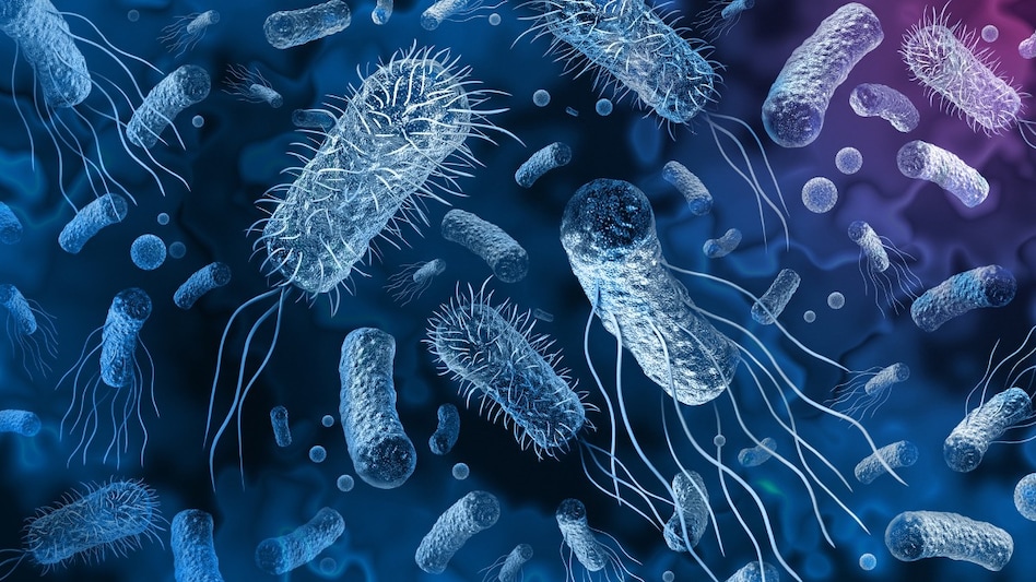 In 2019 alone, antimicrobial resistance (AMR) claimed 1.27 million lives, with nearly 5 million deaths associated with drug-resistant infections. In 2019 alone, antimicrobial resistance (AMR) claimed 1.27 million lives, with nearly 5 million deaths associated with drug-resistant infections.