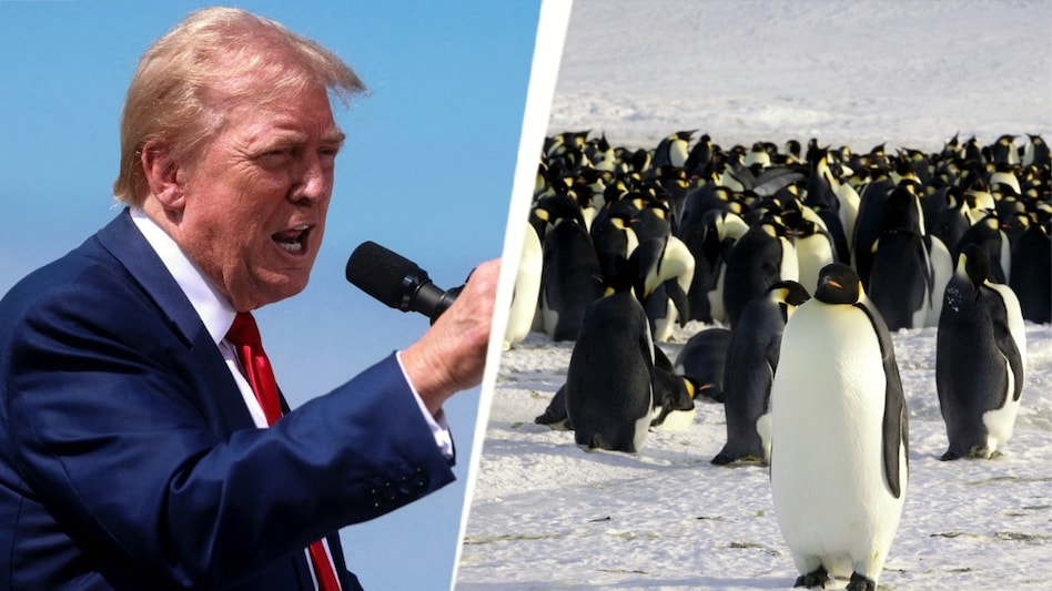 US tariffs on penguin islands are not just fodder for meme US tariffs on penguin islands are not just fodder for meme