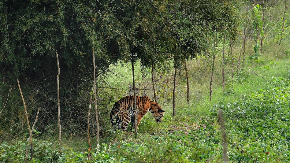 India currently has over 3,600 tigers with the tiger population pegged at 3,682 in 2022 and growing at 6% per annum. India currently has over 3,600 tigers with the tiger population pegged at 3,682 in 2022 and growing at 6% per annum.