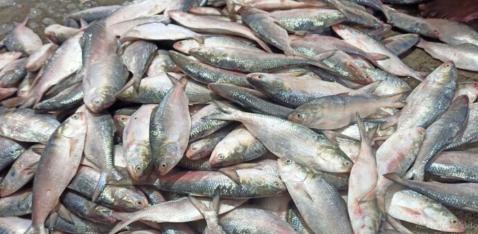 Although it covers less than 1% of the global ocean, the Bay of Bengal is responsible for nearly 8% of the world's fishery production. Although it covers less than 1% of the global ocean, the Bay of Bengal is responsible for nearly 8% of the world's fishery production.
