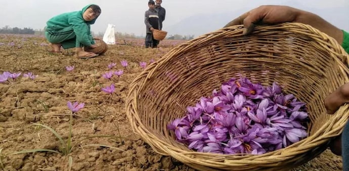 Domestic harvests from Kashmir peak only in late autumn, and the current squeeze may drive prices even higher during the upcoming wedding and festive season. Domestic harvests from Kashmir peak only in late autumn, and the current squeeze may drive prices even higher during the upcoming wedding and festive season.