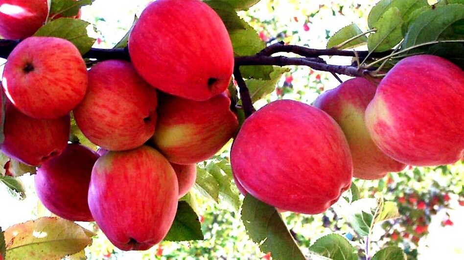 Himachal apple farmers call for ban on Turkish apples Himachal apple farmers call for ban on Turkish apples