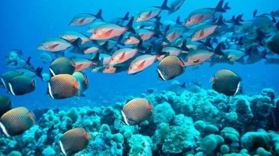 ‘Over 75 million sq km’: Scientists warn darkening of ocean threatening survival of marine species