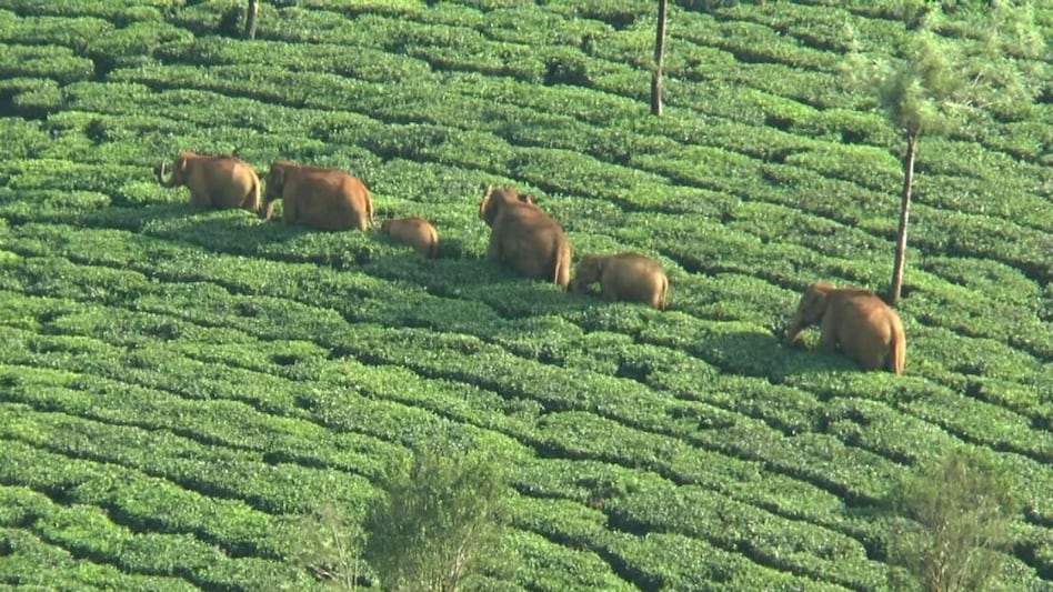 From glowing forests to frog safaris: India’s wildest monsoon escapes revealed From glowing forests to frog safaris: India’s wildest monsoon escapes revealed