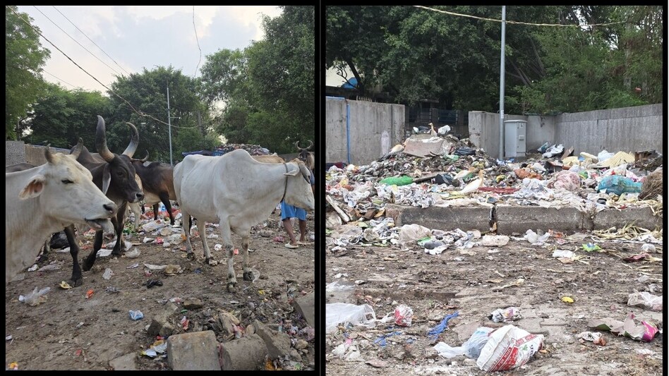 “The rich of Gurugram can’t ignore it anymore,” a senior executive told the publication. “We leave in air-conditioned cars and are met with garbage, cows, and chaos.” “The rich of Gurugram can’t ignore it anymore,” a senior executive told the publication. “We leave in air-conditioned cars and are met with garbage, cows, and chaos.”