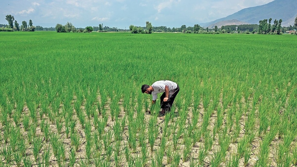 With over 11 crore farmers enrolled under the scheme, the PM-KISAN payout is one of the largest direct benefit transfers globally. With over 11 crore farmers enrolled under the scheme, the PM-KISAN payout is one of the largest direct benefit transfers globally.