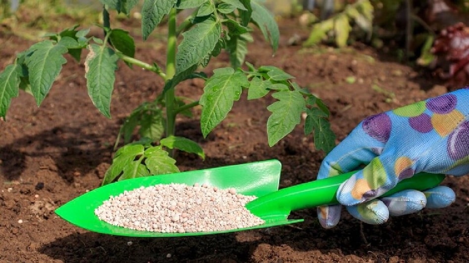 The scrip traded higher than the 5-day, 10-, 20-, 30-, 50-, 100-, 150-day and 200-day simple moving averages (SMAs). (Image used for representation purpose only) The scrip traded higher than the 5-day, 10-, 20-, 30-, 50-, 100-, 150-day and 200-day simple moving averages (SMAs). (Image used for representation purpose only)