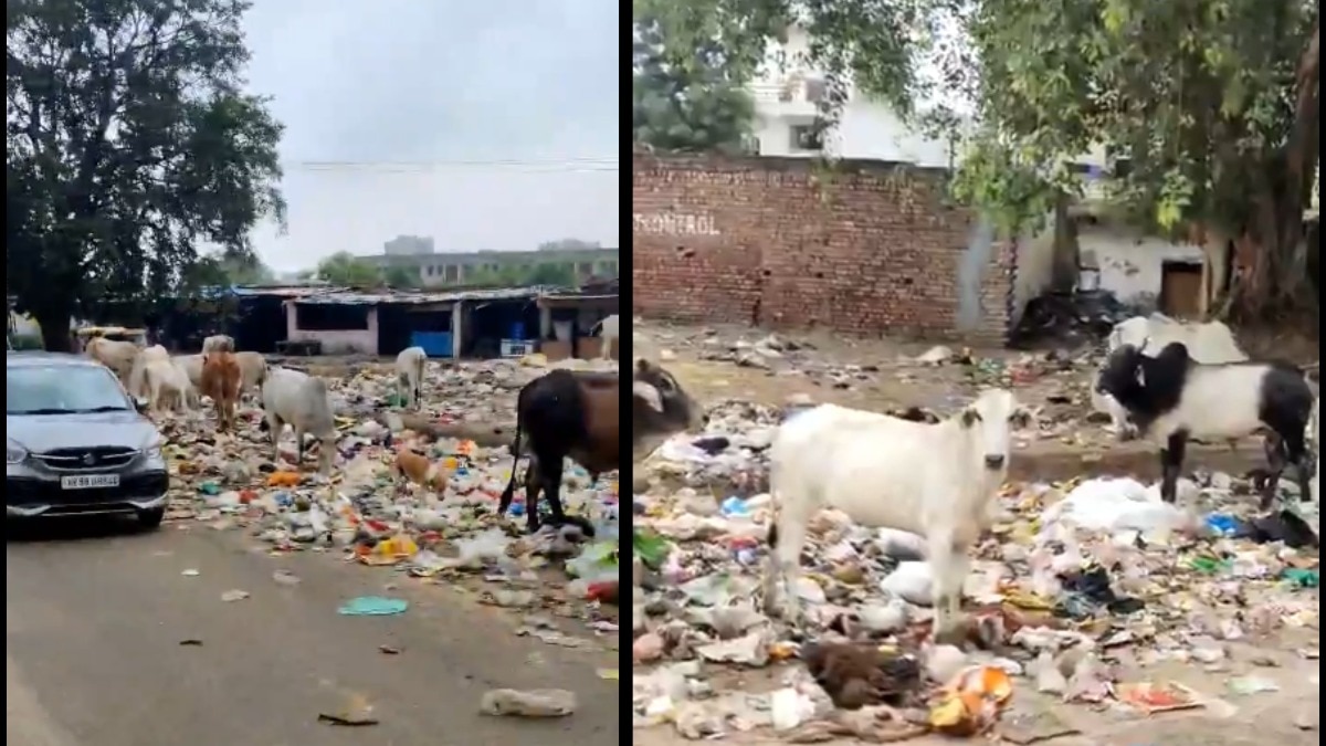 He shared a video over 30 seconds long of garbage lying on the roads and animals feeding on it.