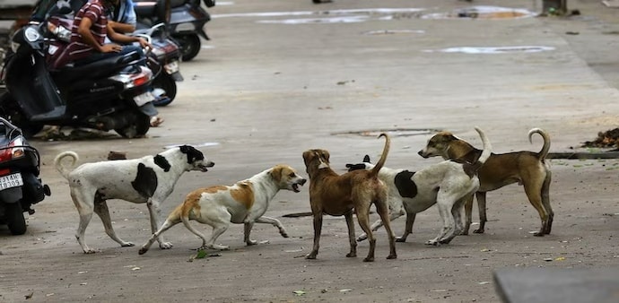 The Court also ordered the creation of dog shelters within eight weeks, equipped with staff for sterilisation and immunisation, and monitored by CCTV. The Court also ordered the creation of dog shelters within eight weeks, equipped with staff for sterilisation and immunisation, and monitored by CCTV.