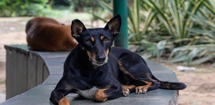 Stray dogs case: Larger SC bench to hear the matter today Stray dogs case: Larger SC bench to hear the matter today