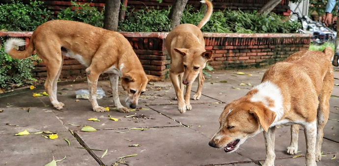 The bench was hearing a bunch of petitions related to the stray dog issue, including a suo motu case and fresh pleas challenging the order to round up stray dogs. The bench was hearing a bunch of petitions related to the stray dog issue, including a suo motu case and fresh pleas challenging the order to round up stray dogs.