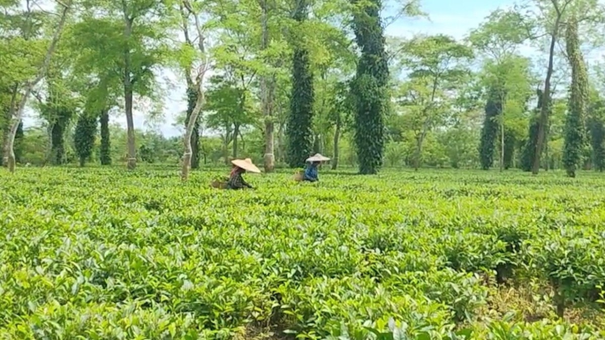 Currently, three types of Indian tea are shipped to the US — loose tea, private label tea manufactured in India for major US retailers like Walmart, and packaged tea brands such as Wagh Bakri. Currently, three types of Indian tea are shipped to the US — loose tea, private label tea manufactured in India for major US retailers like Walmart, and packaged tea brands such as Wagh Bakri.