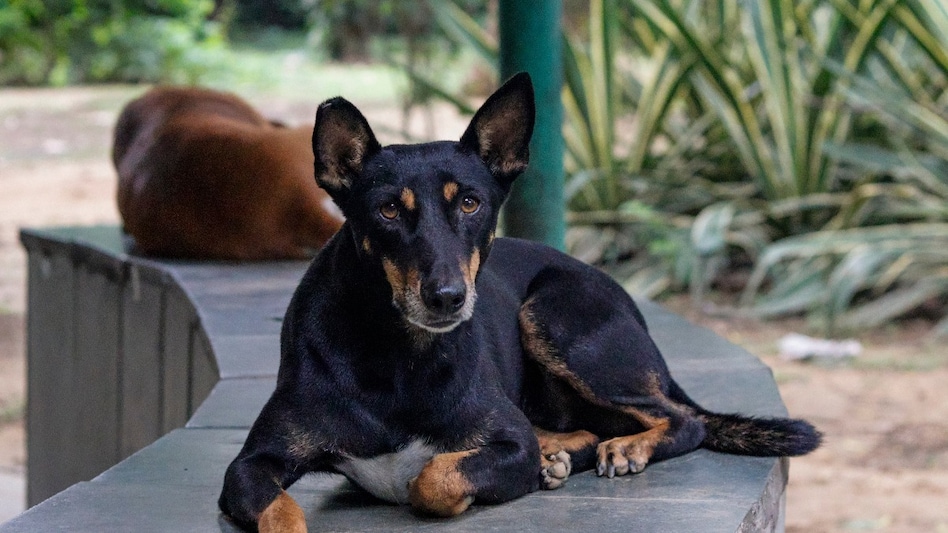 Stray dogs case: Reported dog bite cases increased from 21 lakh in 2022 to 37 lakh in 2024 Stray dogs case: Reported dog bite cases increased from 21 lakh in 2022 to 37 lakh in 2024