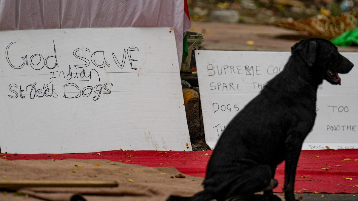Supreme Court modifies stray dogs order, allows release after sterilisation
