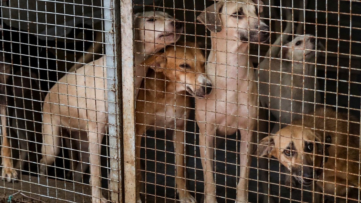 India is making progress in reducing rabies cases through vaccination, sterilisation, and awareness drives. However, under-reporting, rural healthcare gaps, and persistent myths remain major challenges.