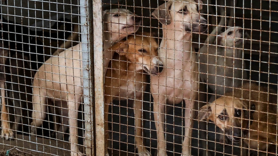 India is making progress in reducing rabies cases through vaccination, sterilisation, and awareness drives. However, under-reporting, rural healthcare gaps, and persistent myths remain major challenges. India is making progress in reducing rabies cases through vaccination, sterilisation, and awareness drives. However, under-reporting, rural healthcare gaps, and persistent myths remain major challenges.