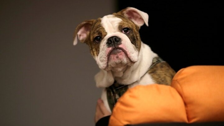 Comprehensive dog insurance plan offers multiple benefits