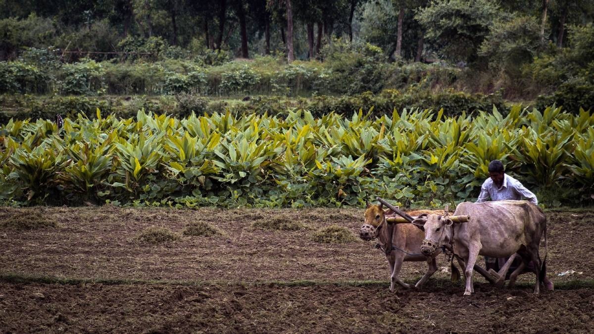 Agriculture sector NPAs set to rise in FY26: Experts