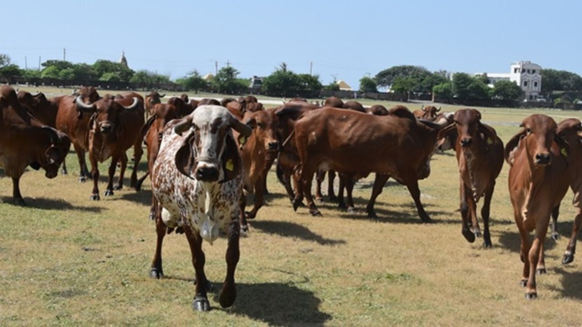 Ahuja questioned the accountability of such dedicated levies. “There should ideally be no stray cattle on the roads,” he wrote Ahuja questioned the accountability of such dedicated levies. “There should ideally be no stray cattle on the roads,” he wrote